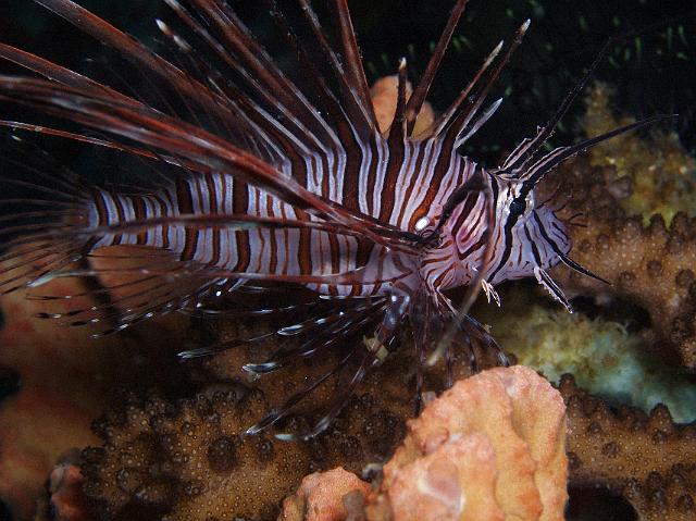 Rotfeuerfisch 83.jpg